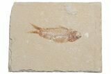 Small Cretaceous Fossil Fish (Various Species) - Lebanon - Photo 6